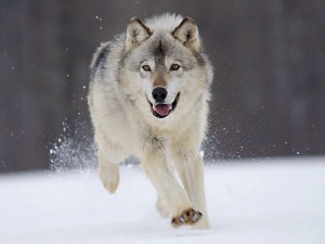 GrayWolf