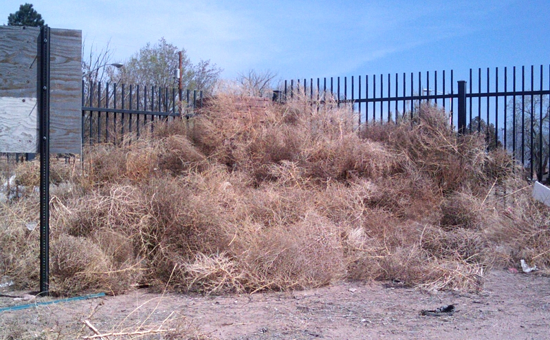 California's Meddlesome Tumbleweeds Could Grow Even More Menacing - Atlas  Obscura