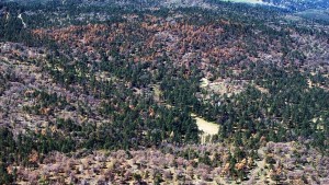 Scattered Jeffrey pine tree mortality, foreground, on Laguna Mountain in the Cleveland National Forest, with a recent fire scar in the background. Gray trees are dormant black oak or possibly dead oak.