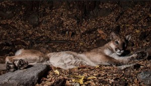 P-41 is a male mountain lion who makes the Verdugo Mountains his home.