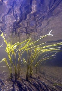 Restoration experts have been surprised by the clarity of the water in the restored river. Bulrush plants like these are thriving again. 