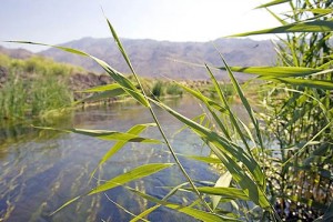 Tall bulrush grows in the riverbank. In the distance are the Inyo Mountains.