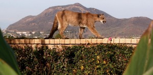 During Happier Times -- The female mountain lion shown here in a photograph taken last December by local resident Sherry Kempster was found dead Sept. 30 in the Boney Mountain Wilderness Area. Known as Puma-34 to the National Park Service, which tracks the animal, the cougar was just under 2 years old.