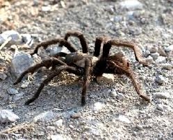 Tarantula