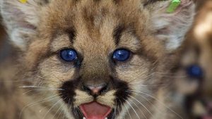 National Park Service researchers discovered two litters of mountain lion kittens in the eastern Santa Susana Mountains in June 2016. A total of five kittens, three females and two males, were ear-tagged and returned to their respective dens.