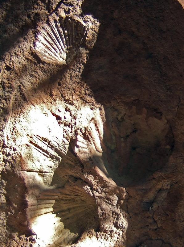 Fossils in Sandstone 2 DSCF1679.jpg