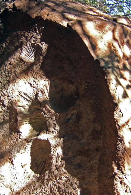 Fossils in Sandstone DSCF1679.jpg