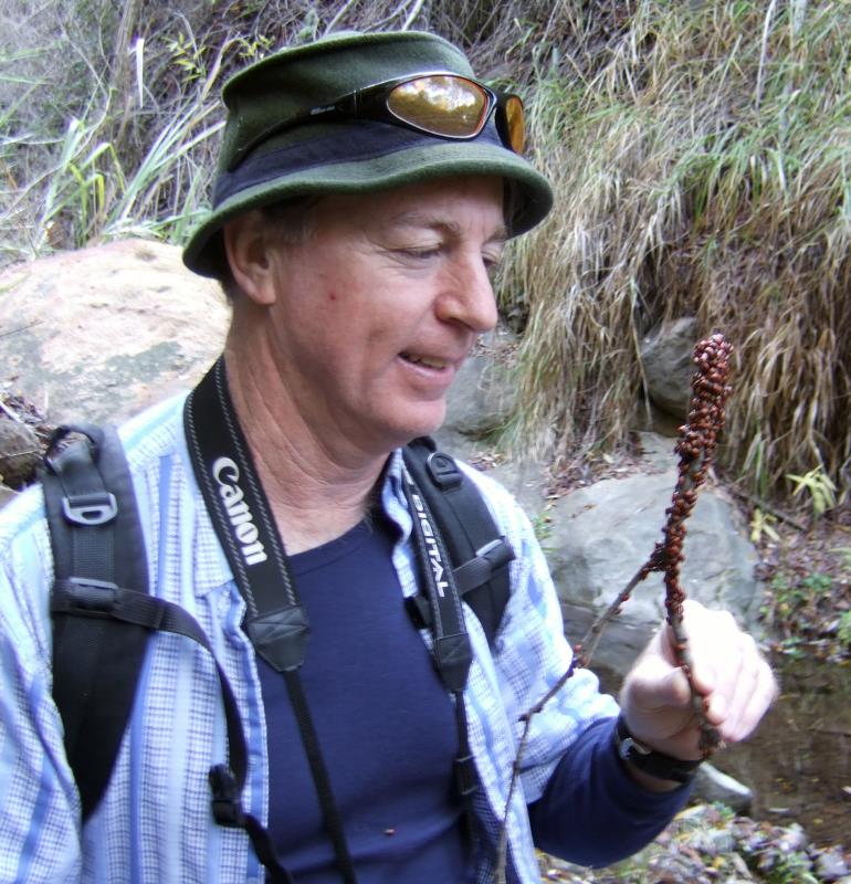 Ladybug Watcher DSCF1695.jpg