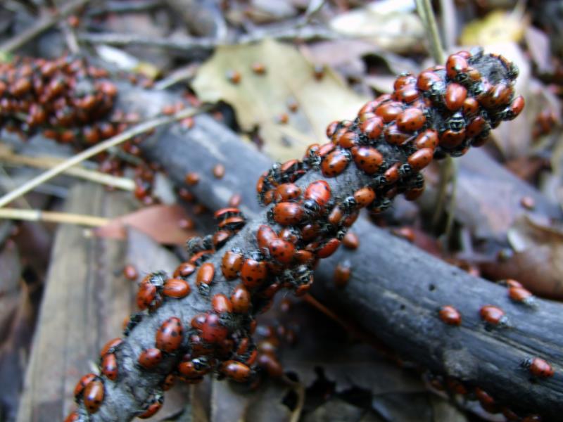Ladybugs DSCF1696.jpg
