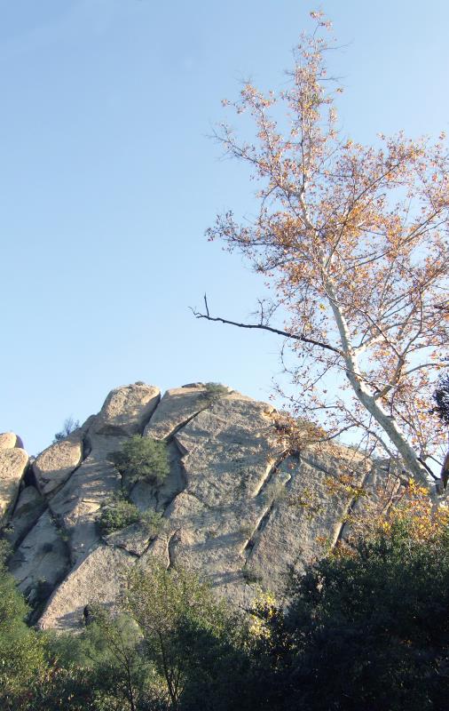 Sycamore and Rocks DSCF1704.jpg