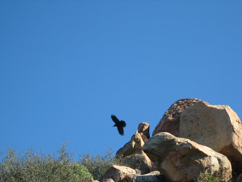 rd_2008-12-20 Cold Creek Preserve 029.jpg