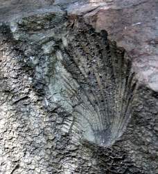 FossilinSandstoneDSCF1680.jpg