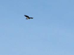 IMG_2161.JPG