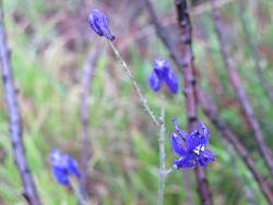 IMG_2791.jpg