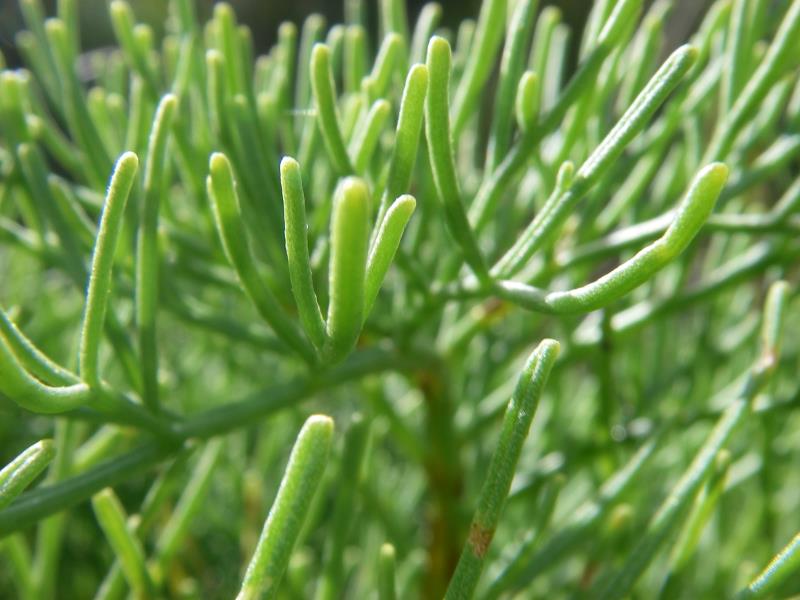 IMGP1194.jpg