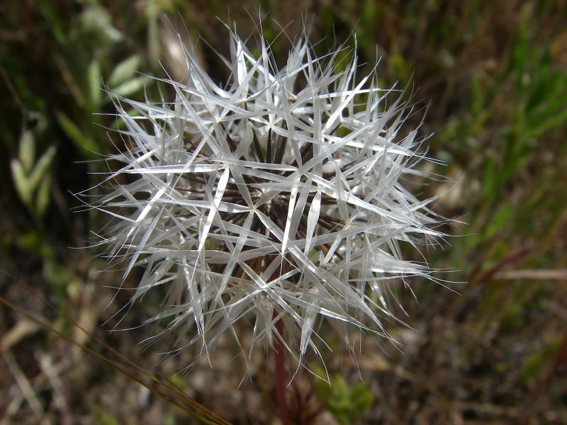 IMGP1199.jpg
