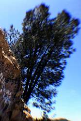 rd_No7Treeoutoftherock.jpg