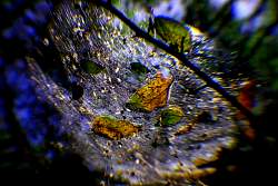 rd_No8Lightintotheforestweb.jpg