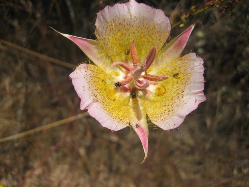 2009-06-07 Conejo Peak 105 Plummers Mariposa Lily (Calochortus Plummerae).jpg