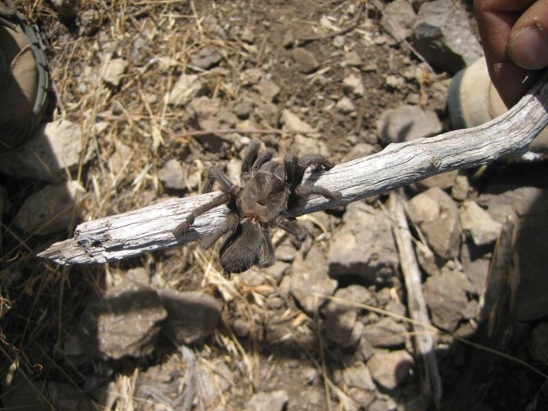 2009-06-14 Boney Wilderness Loop 041.jpg