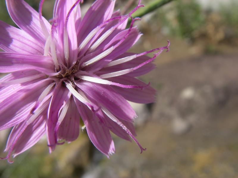 IMGP2683.jpg