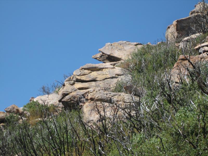 2009-08-22 Topatopa Bluff 047 Snakehead.jpg