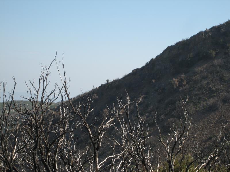 2009-08-22 Topatopa Bluff 067 Pinetar running up hill.jpg