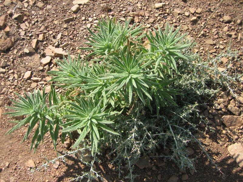 2009-08-22 Topatopa Bluff 074 Poodle-dog bush.jpg