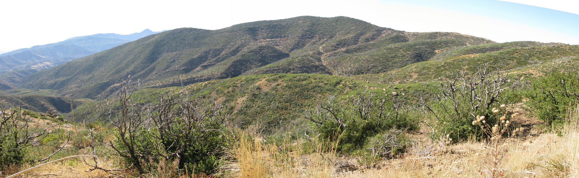 STA_3955pan.jpg