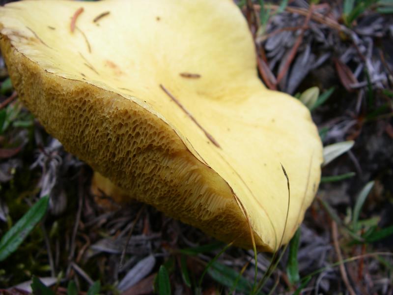 IMGP3117.jpg