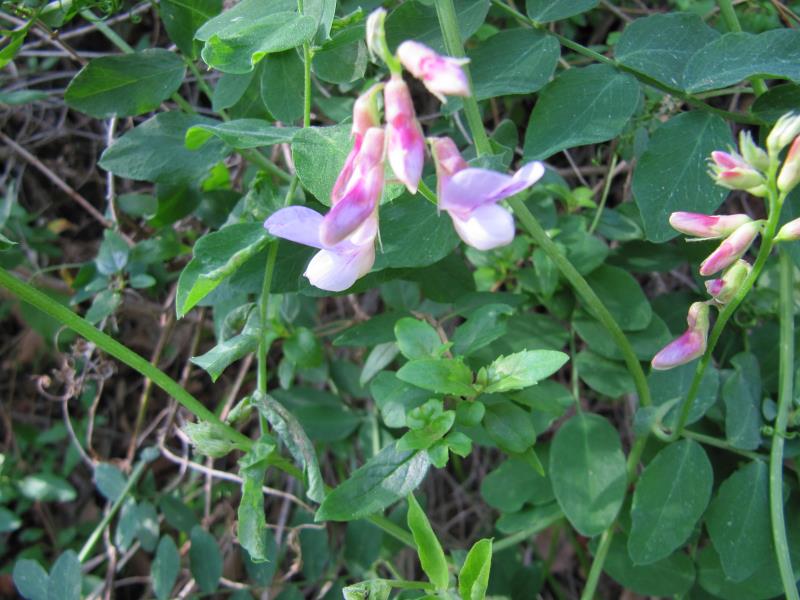 IMG_6793.jpg