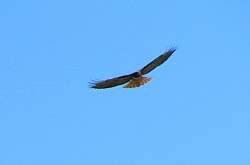 IMG_7206.jpg