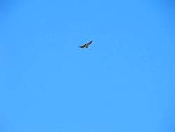 IMG_4613.jpg