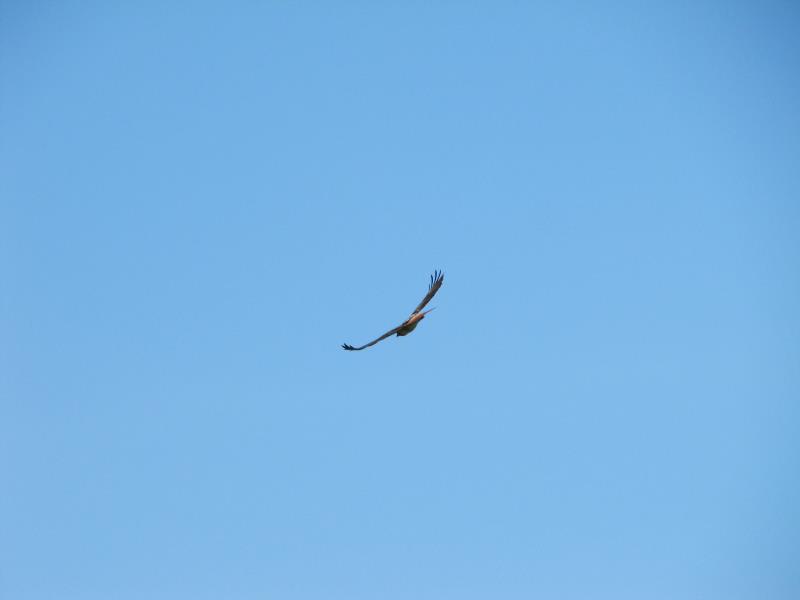 IMG_4924.jpg
