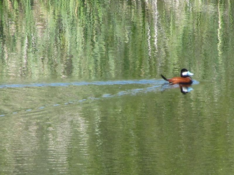 IMG_5336crop.jpg