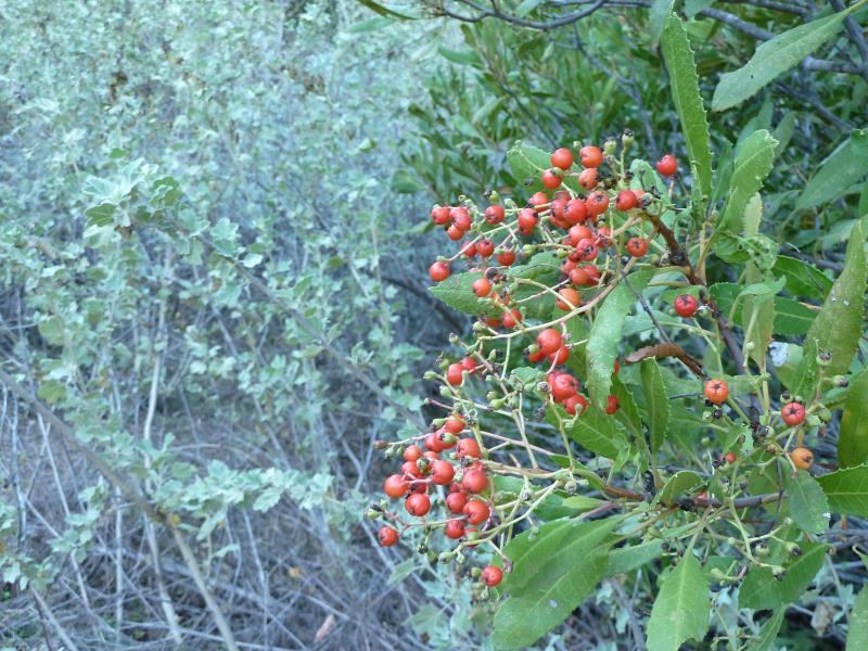 P1090154.jpg