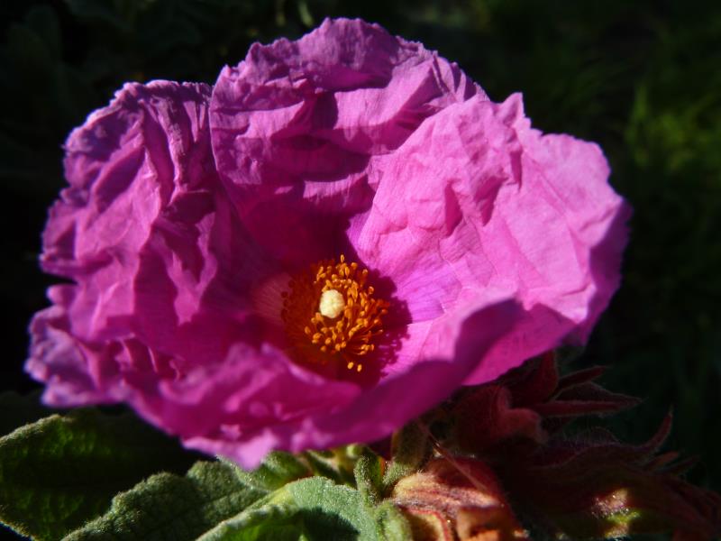 P1200013.jpg