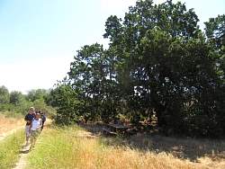 IMG_3768.jpg