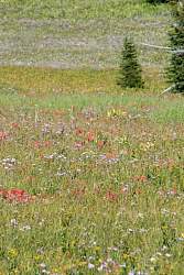 IMG_3020.jpg
