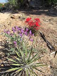 IMG_9016.jpg