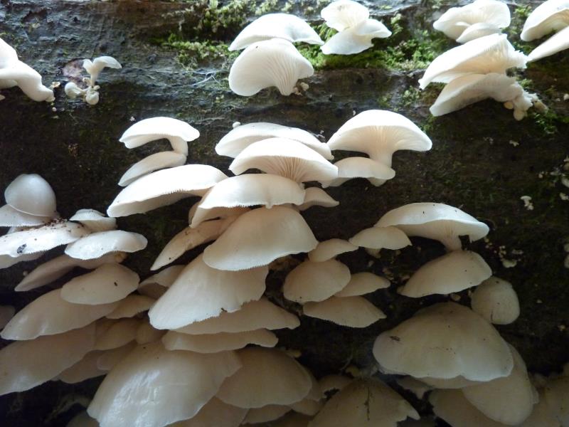 P1050018.jpg