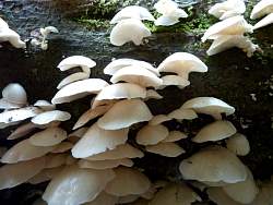 P1050018.jpg