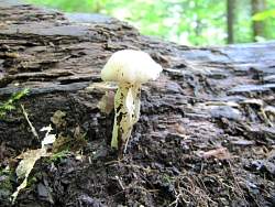 IMG_5170.jpg