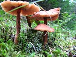 IMG_5242.jpg