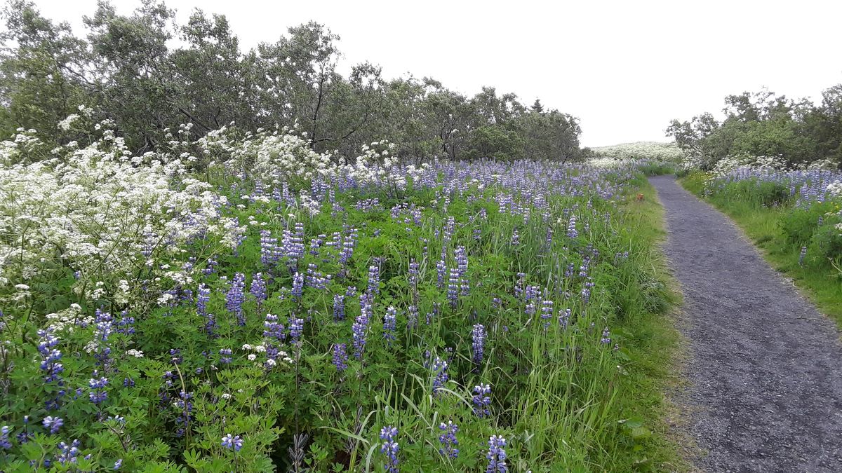 20180710_125235.jpg