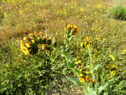 IMG_6321.jpg